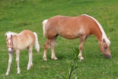 Auszeitplatz Umgebung (9)